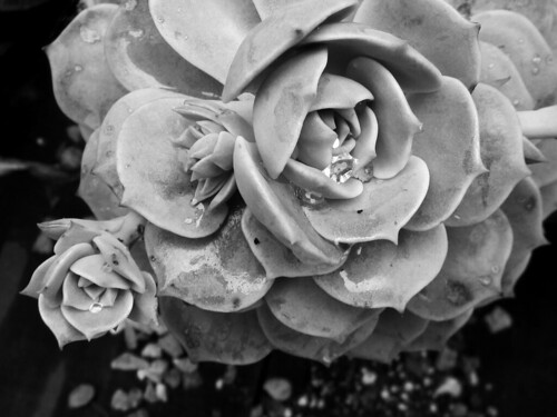 Cactus Rose with Raindrops