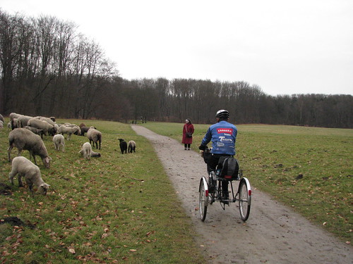 7-Rebanho de ovelhas ao longo do passeio