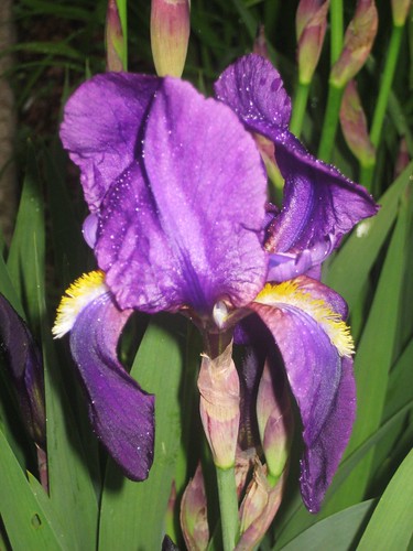 early purple iris