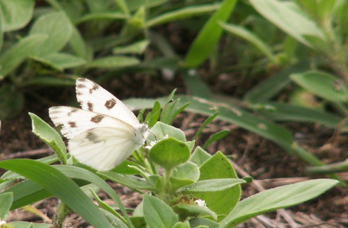 Male Checkered White Nectaring on Pusley, Side View