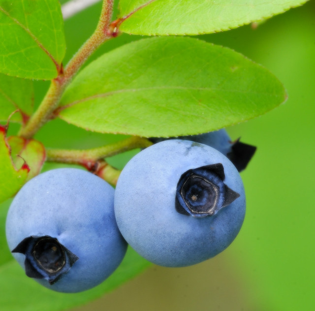 Blueberries— Vaccinium angustifolium