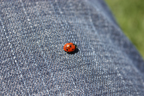 Ladybug on jeans