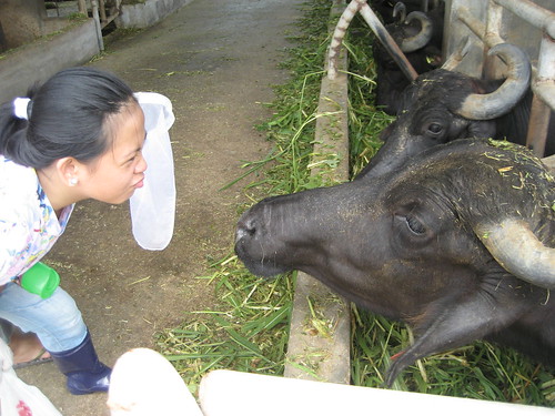 Time to faceoff against the carabao, Belle!