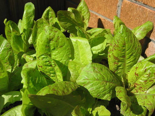 Container gardening: lettuce