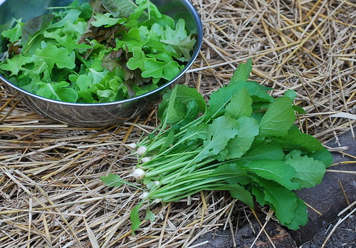 turnip greens and salad