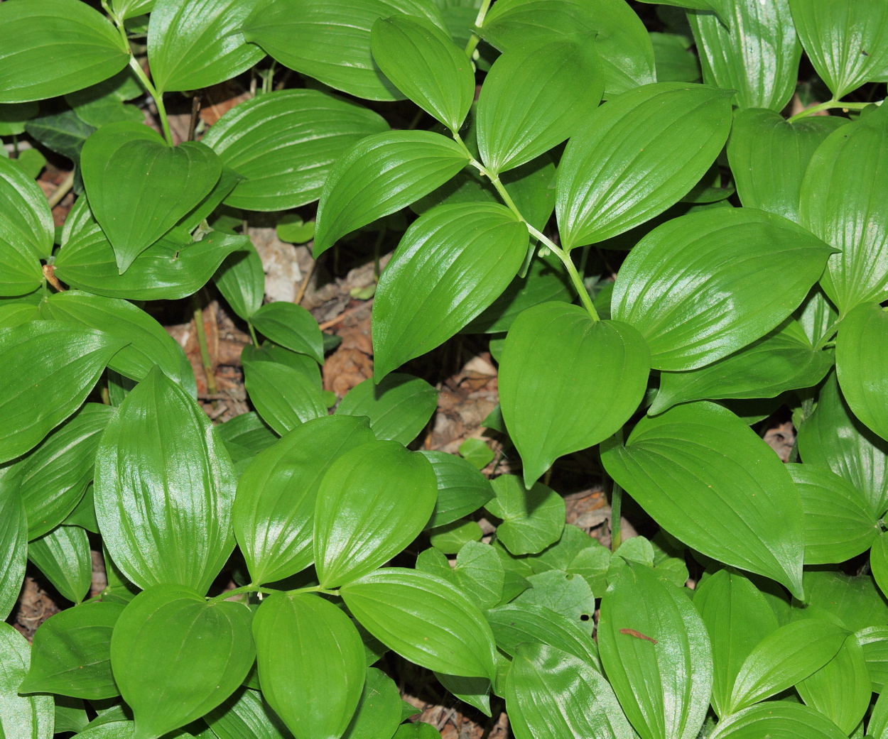 Polygonatum latifolium (48°11' N 16°29' O)