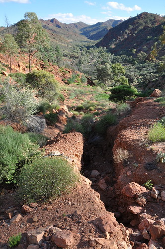 Hodgkinsons - a major scar in the spectacular Yudnamutana Gorge: erosion gullies in this supposedly 'rehabilitated' mining industry exploration target in Arkaroola - click to see more