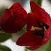 Tulipa e rosa vermelhas - Foto: Rê Sarmento