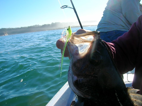 Rockfish fly fishing Oregon