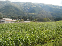 Growing Corn Outside Cusco