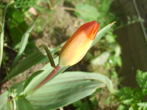 My Tulip