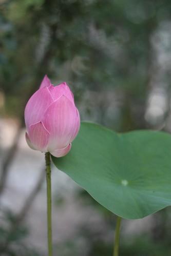 yesterday's lotus