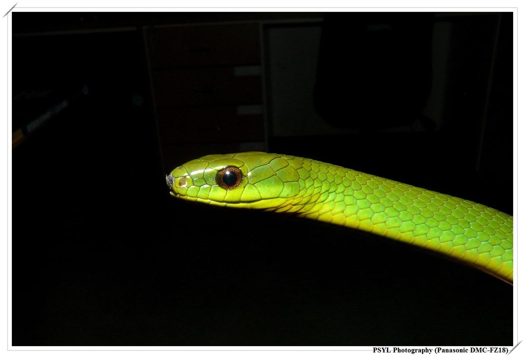 Smooth Green Snake (Cyclophiops major) - 青蛇