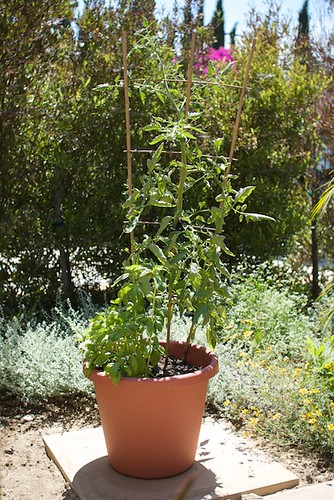 Tomato plant progress