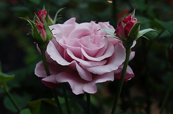DSC_0694_lavender_rose