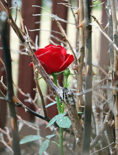 Red rose among the thorns