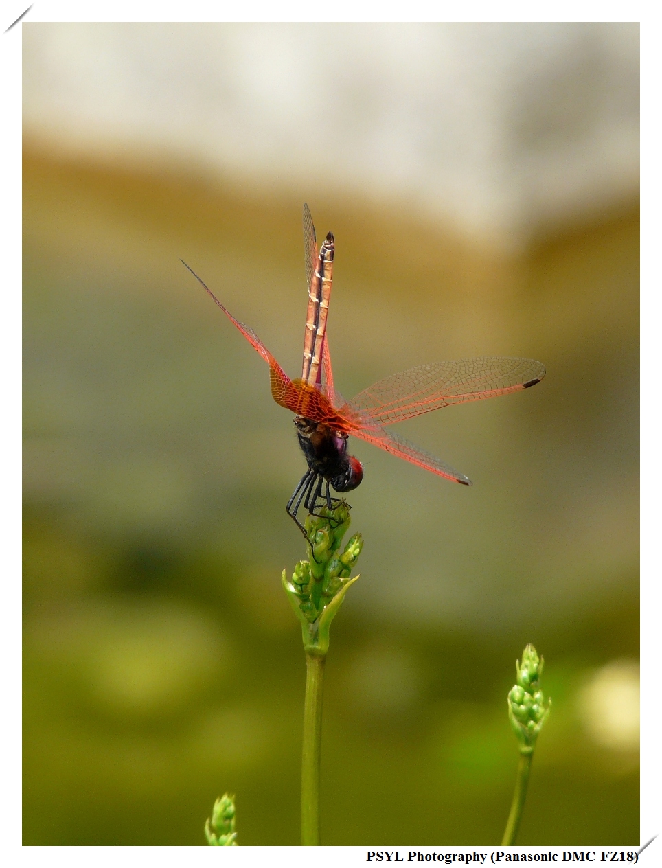 Scarlet Basker (Urothemis signata yiei) - 褐基蜻蜓
