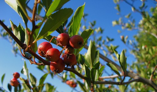 Hawthorne tree berries
