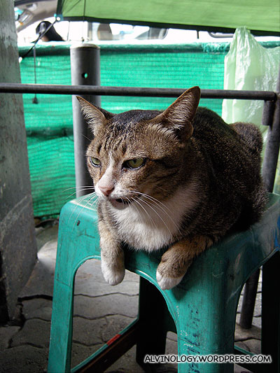 A cat we spotted in the busy Pratunam market