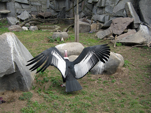726. Vultur gryphus