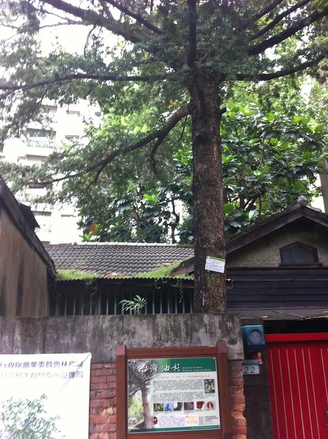 超過70年歷史的台灣油杉
