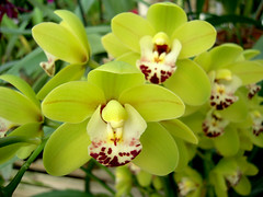 Cymbidium Dame Catherine by orchidgalore, on Flickr