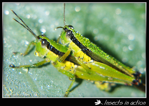 Grasshopper mating picture