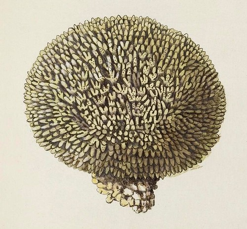 Millepora polymorpha (detail)