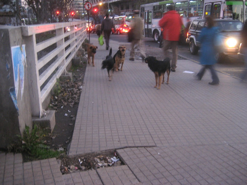 Santiago Street Dogs