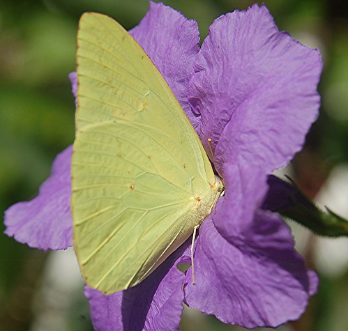 A Sulphur Butterfly drives in "head first" to sip nectar from a Purple Ruellia
