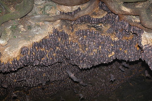 Monfort Bat Colony 2