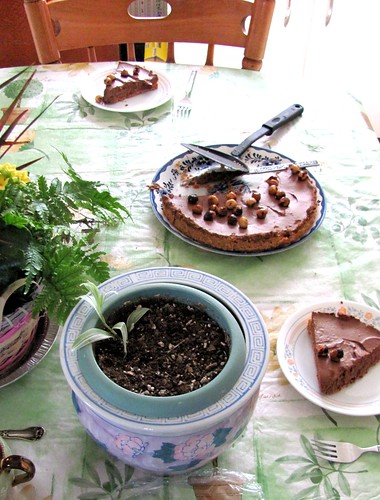 Martha Stewart's Chocolate Mousse Tart with Hazelnuts