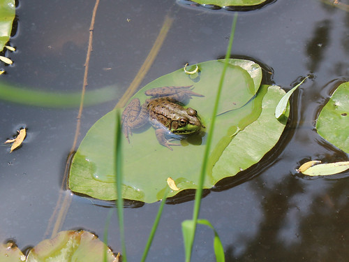 Chillin' By the Pond - Frog