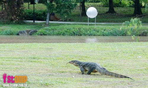 Lizard crawls out from Chinese Garden pond. So huge, it looks like crocodile!