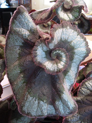 escargot begonia