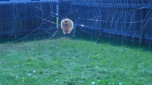 my pet spider by A writer afoot.