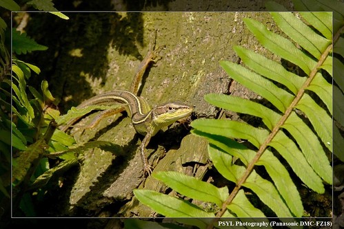Formosan Grass Lizard (Takydromus formosanus) - 台灣草蜥