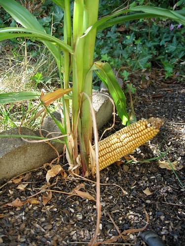 Accidental Corn-5