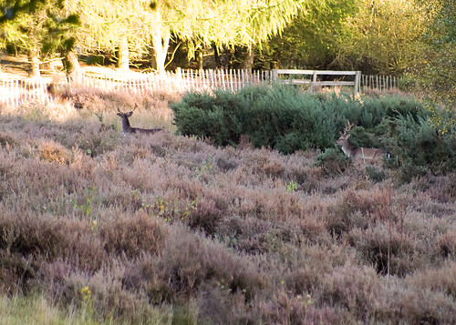 2 stags in the heather!