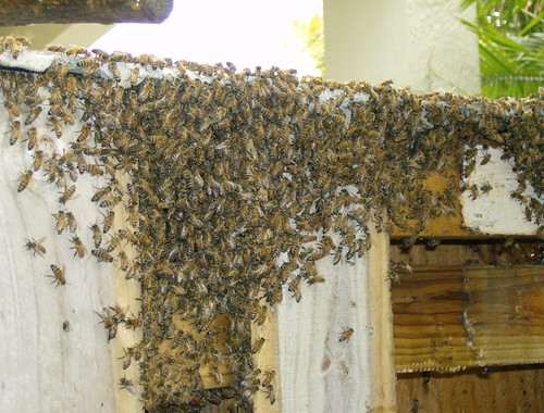 Wall of Bees by Lisa's Random Photos