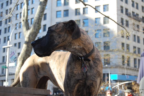 Brindle Great Dane. canined rindle great dane