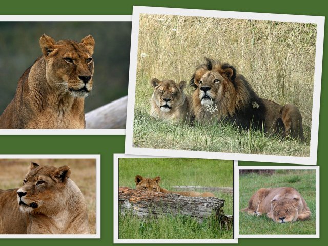 Lion Collage 2