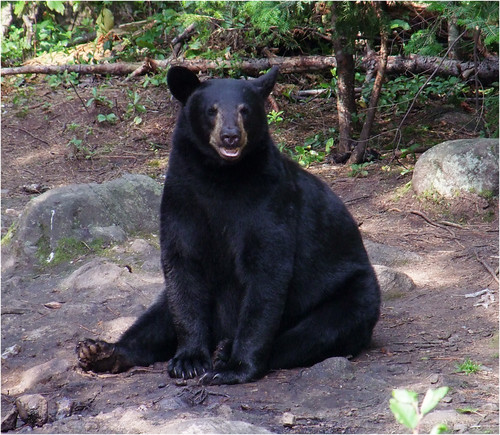 Observation de l'ours noir par berrier_daniel