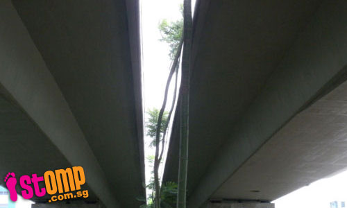  Trees under flyover find a way to grow healthily up to 80m high