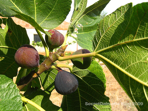Wild fig...small and dark. Ripe only in late September...