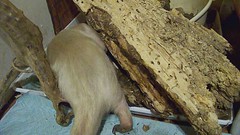 Pua plays with a log