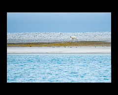 Ours polaire dans la Baie de la Madeleine