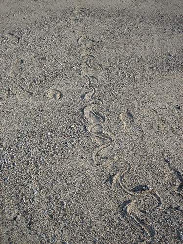 Ilot Mato: sea snake track on the beach
