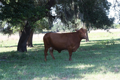 Cow on 5R