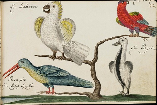 cockatoo, penguin, parrot & long-beaked bird